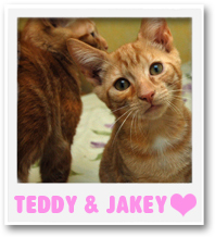 teddy and jakey_Cat of the Week copy.jpg